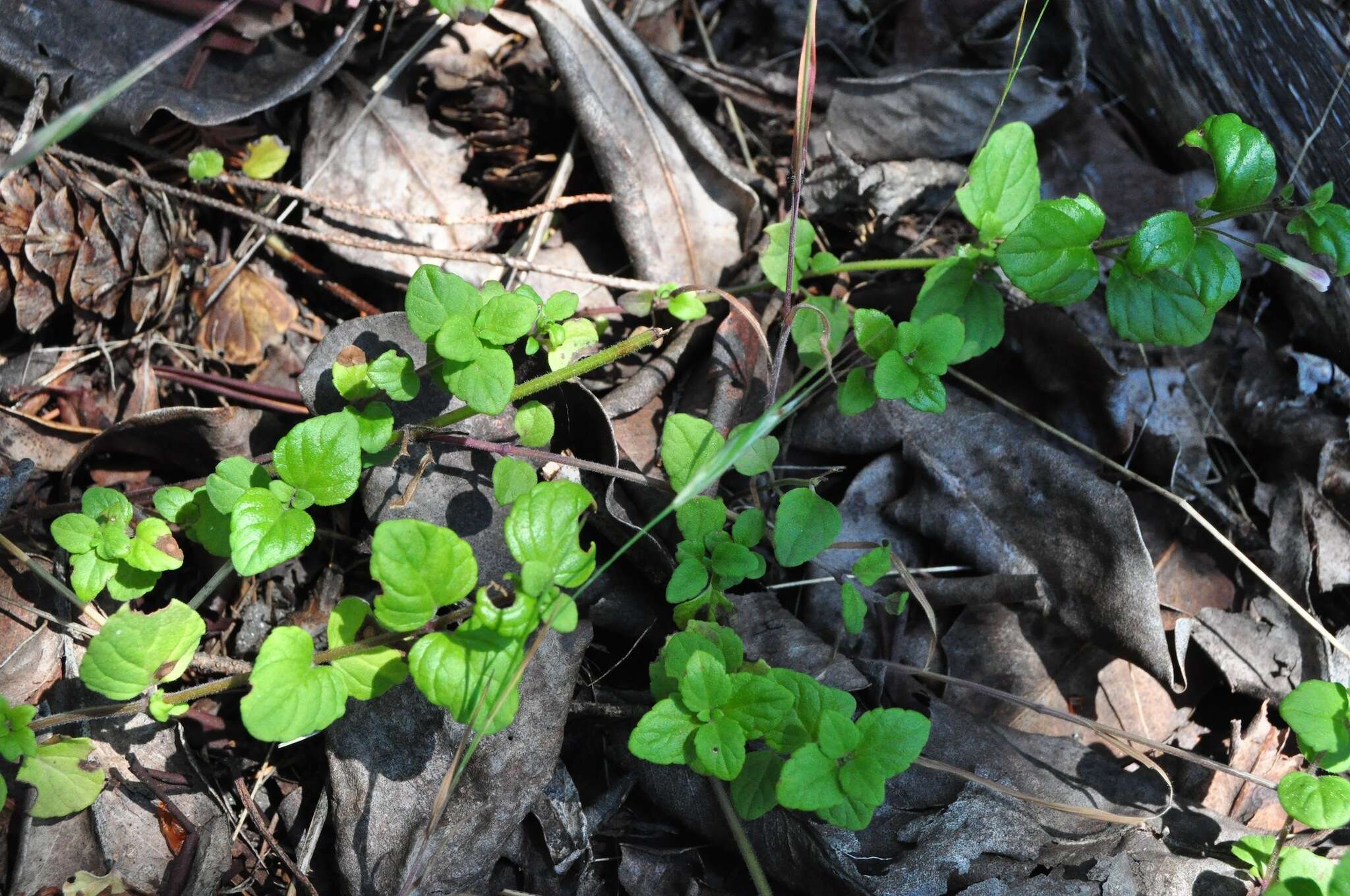 Plancia ëd Micromeria douglasii Benth.