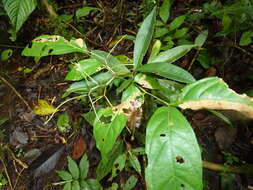 Image of Peperomia sessilifolia C. DC.