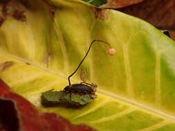 Image of Ophiocordyceps curculionum (Tul. & C. Tul.) G. H. Sung, J. M. Sung, Hywel-Jones & Spatafora 2007