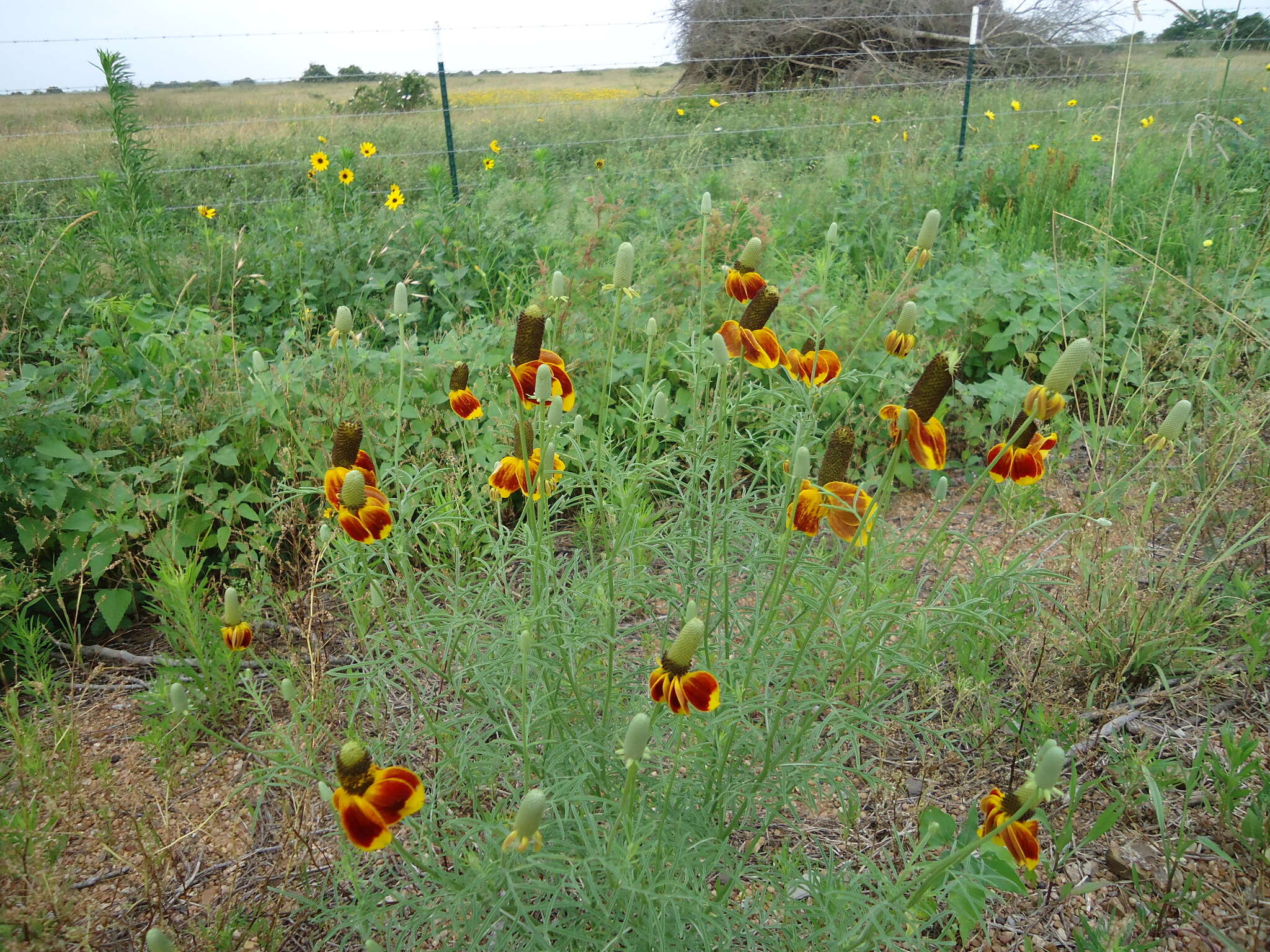 Image of Mexican hat