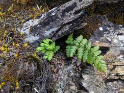 Plancia ëd Dryopteris serratodentata (Bedd.) Hayata