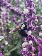 Xylocopa eximia Pérez 1901 resmi