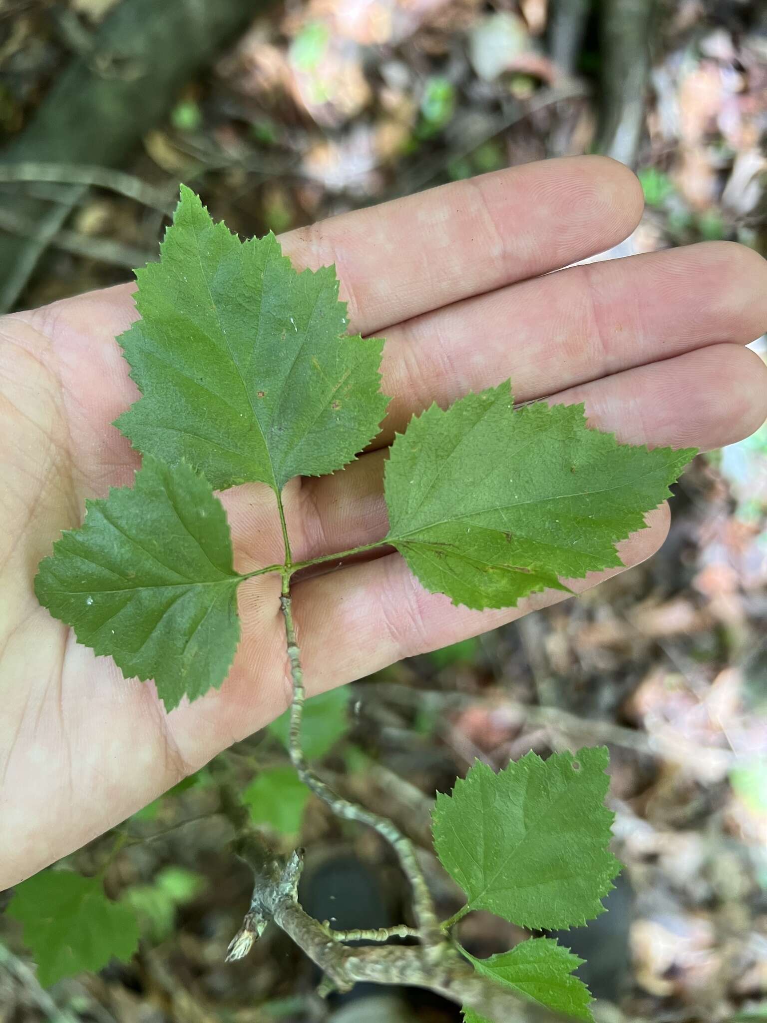 Imagem de Crataegus iracunda Beadle