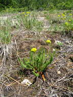 Image de Ivesia gordonii (Hook.) Torr. & Gray