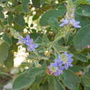 Image of Veronica leiocarpa var. stenobotrys (Boiss. & Bl.) I. Gruenberg-Fertig