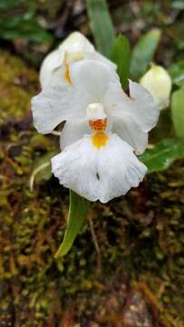 Image of Rossioglossum oerstedii (Rchb. fil.) M. W. Chase & N. H. Williams