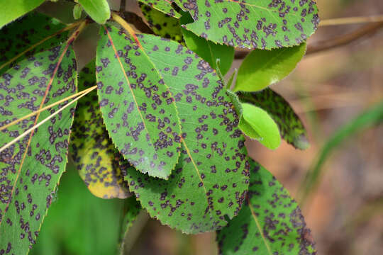 Image of Ruptoseptoria unedonis (Roberge ex Desm.) Quaedvl., Verkley & Crous 2013