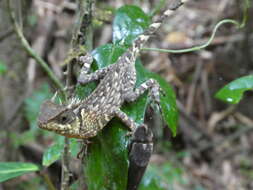 Imagem de Acanthosaura phuketensis Pauwels, Sumontha, Kunya, Nitikul, Samphanthamit, Wood & Grismer 2015