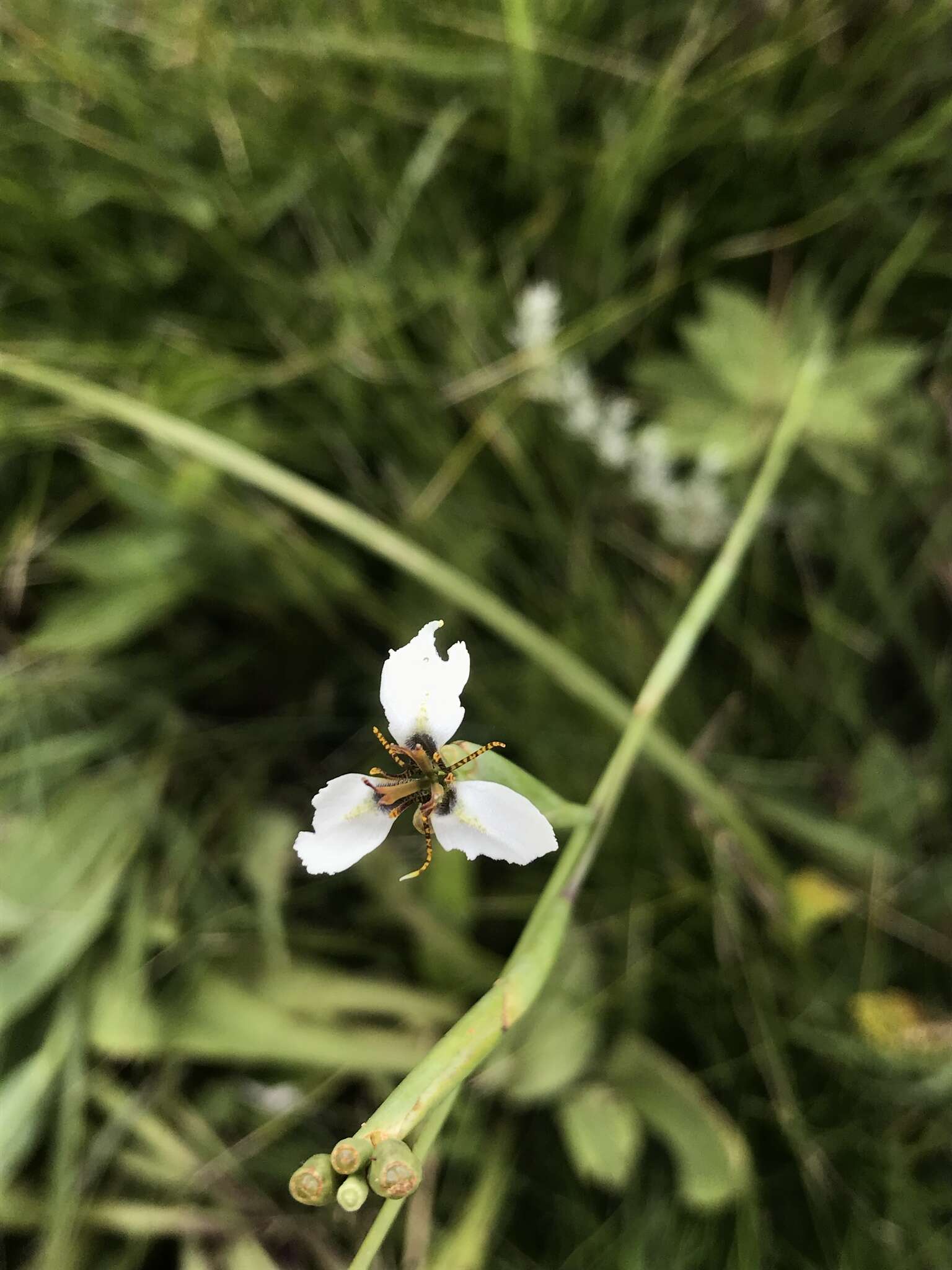 Moraea brevistyla (Goldblatt) Goldblatt resmi