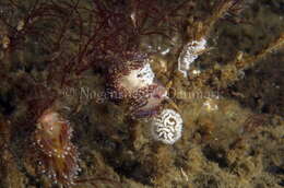 Image of slender facelina