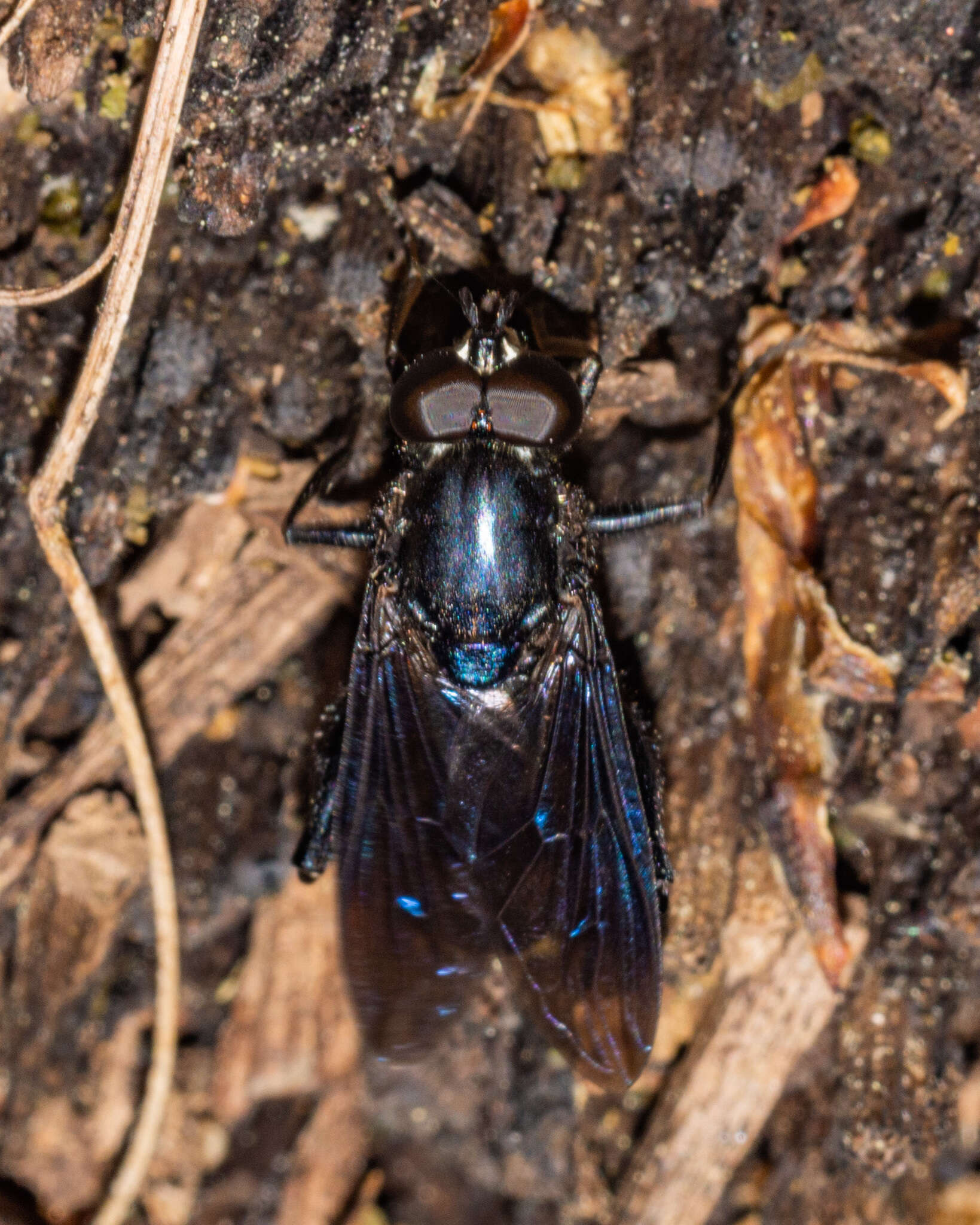 Image of Chalcosyrphus chalybeus (Wiedemann 1830)