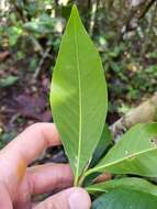 Image of Caribbean burn nose