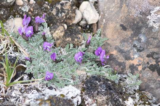 Image of locoweed