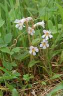 Image of Naked Broom-Rape