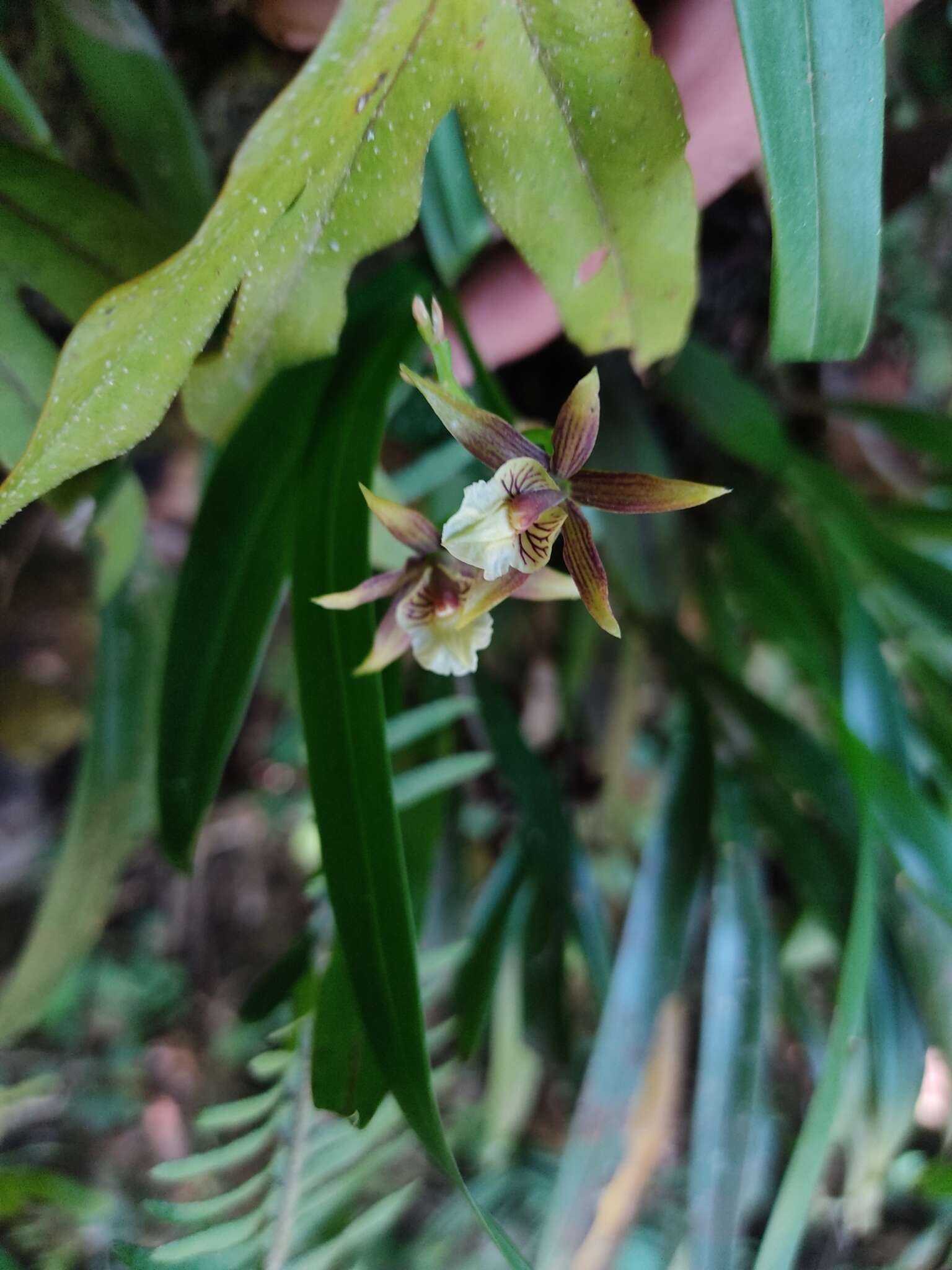 Image of Prosthechea obpiribulbon (Hágsater) W. E. Higgins