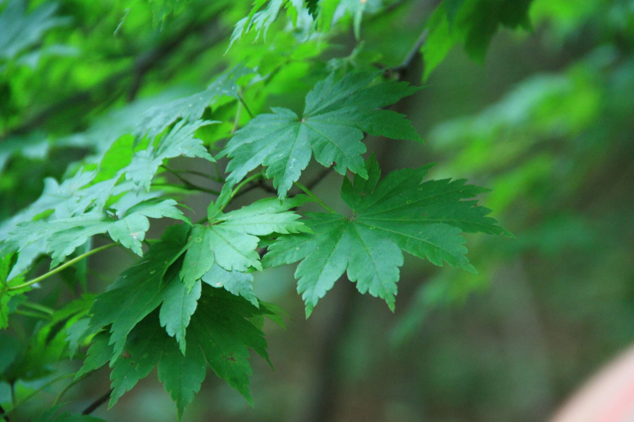 Imagem de Acer pseudosieboldianum (Pax) Kom.