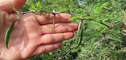 Vachellia grandicornuta (Gerstner) Seigler & Ebinger resmi