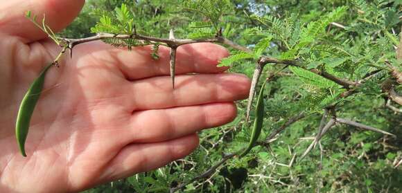 Слика од Vachellia grandicornuta (Gerstner) Seigler & Ebinger