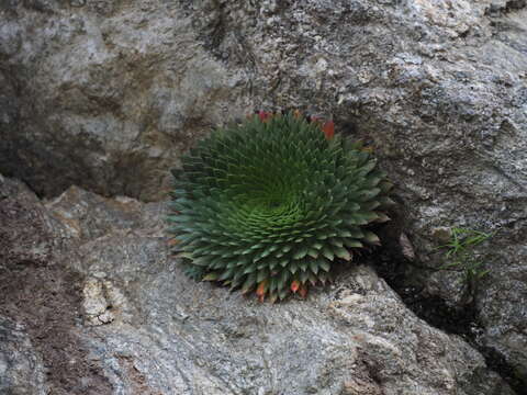 Image of Saxifraga florulenta Moretti