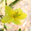 Chamaecrista lateriticola (R. Vig.) Du Puy resmi