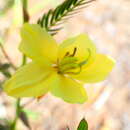 Chamaecrista lateriticola (R. Vig.) Du Puy的圖片