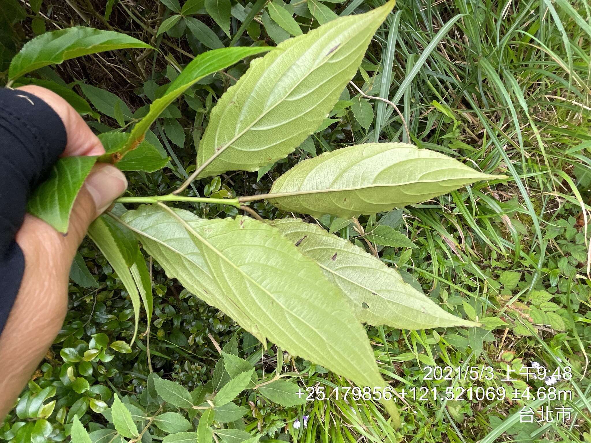 Image of <i>Rhamnus nakaharai</i>