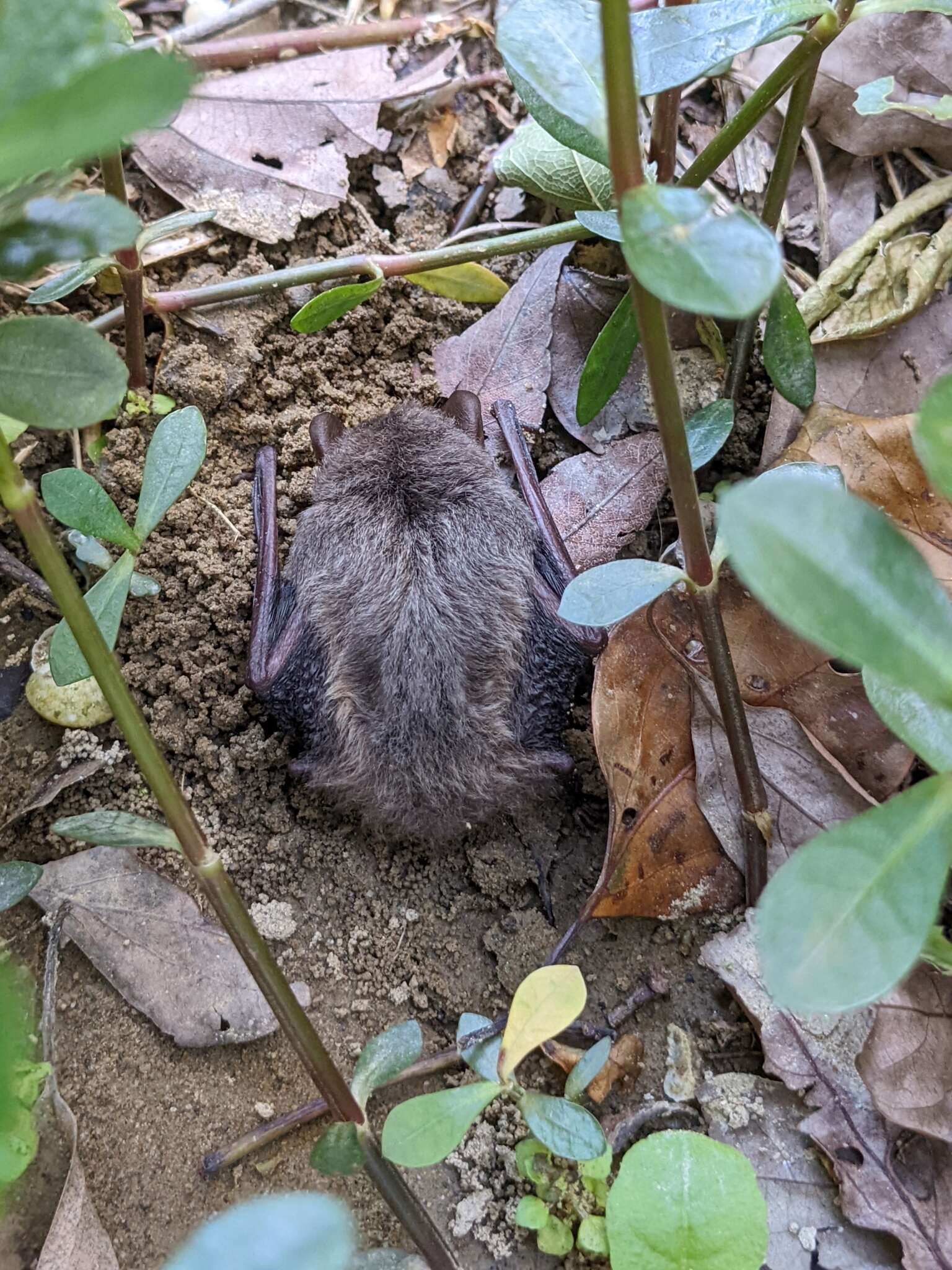 Sivun Pipistrellus abramus (Temminck 1838) kuva