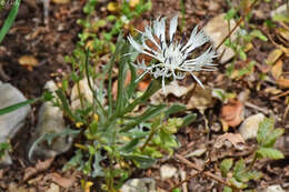 Image de Centaurea napulifera Rochel