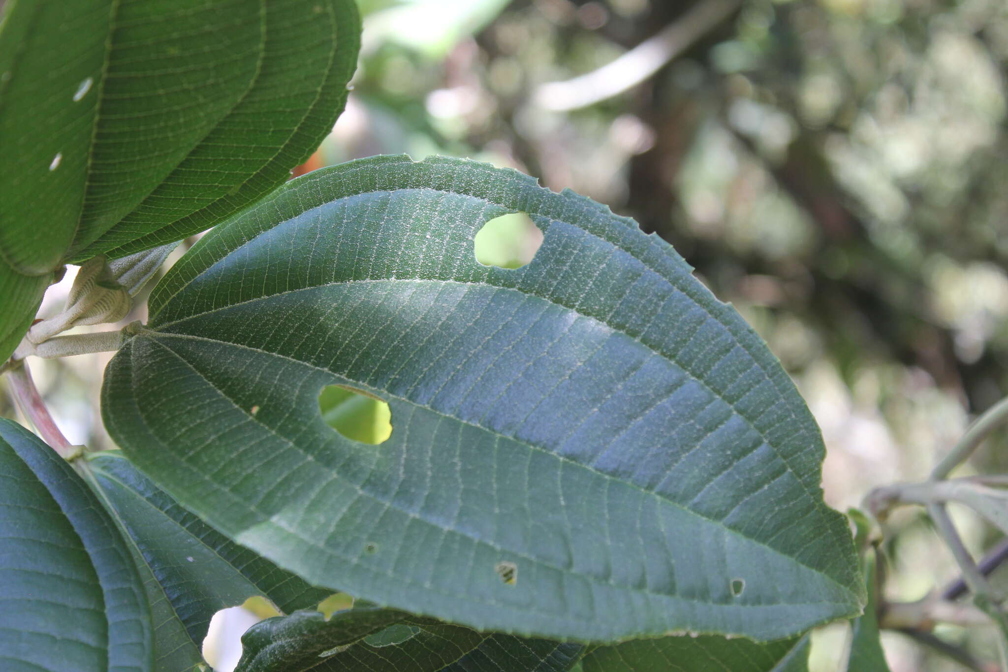 Image of Axinaea costaricensis Cogn.