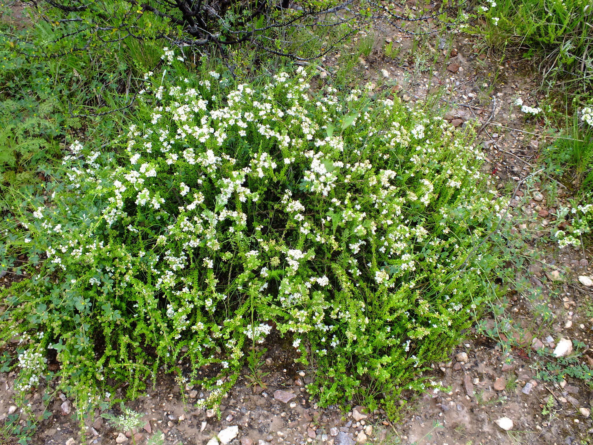 Sivun Acantholippia kuva