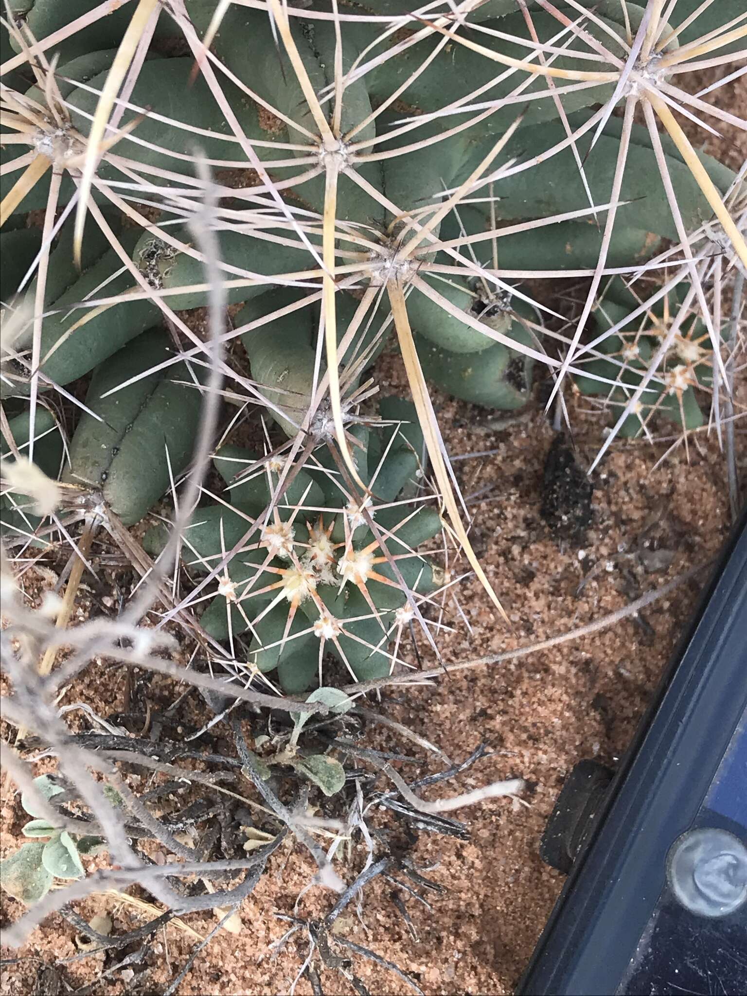 Image of Pima Pineapple Cactus