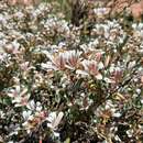 Image of Marianthus bicolor (Putterl.) F. Mueller