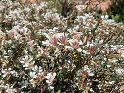 Слика од Marianthus bicolor (Putterl.) F. Mueller