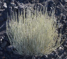 Image of Tiede White Broom