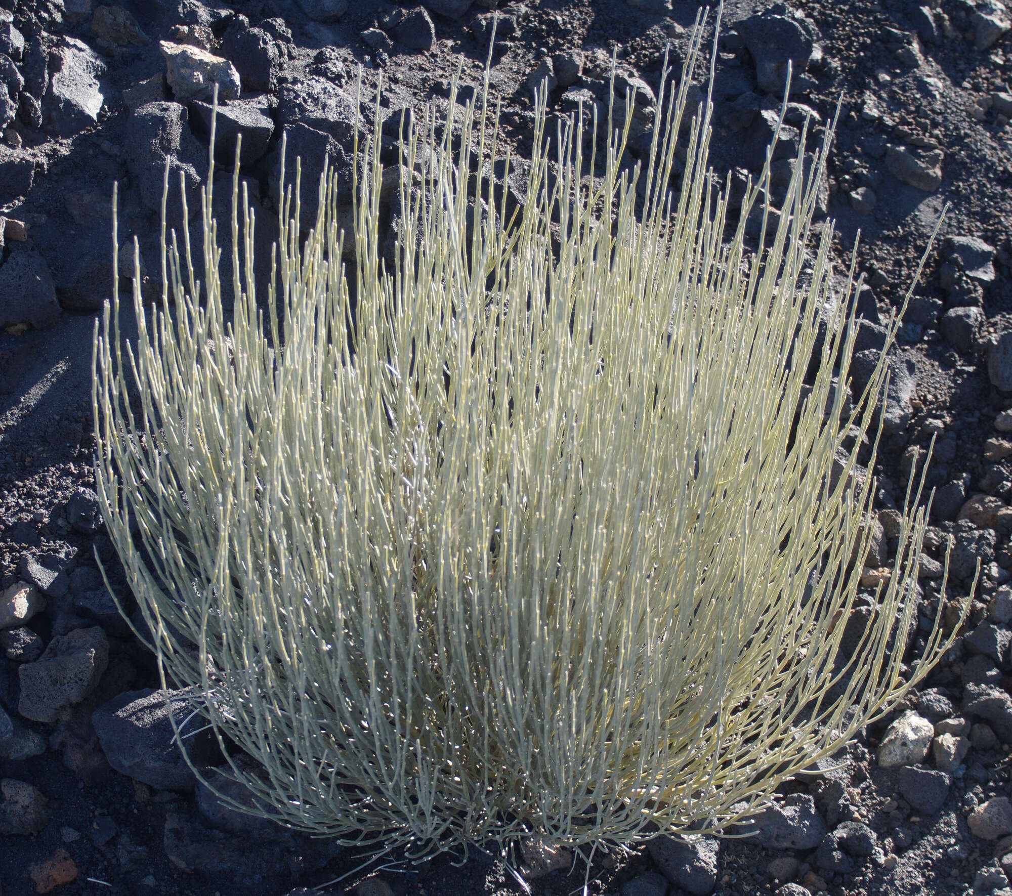 Cytisus supranubius (L. fil.) Kuntze的圖片