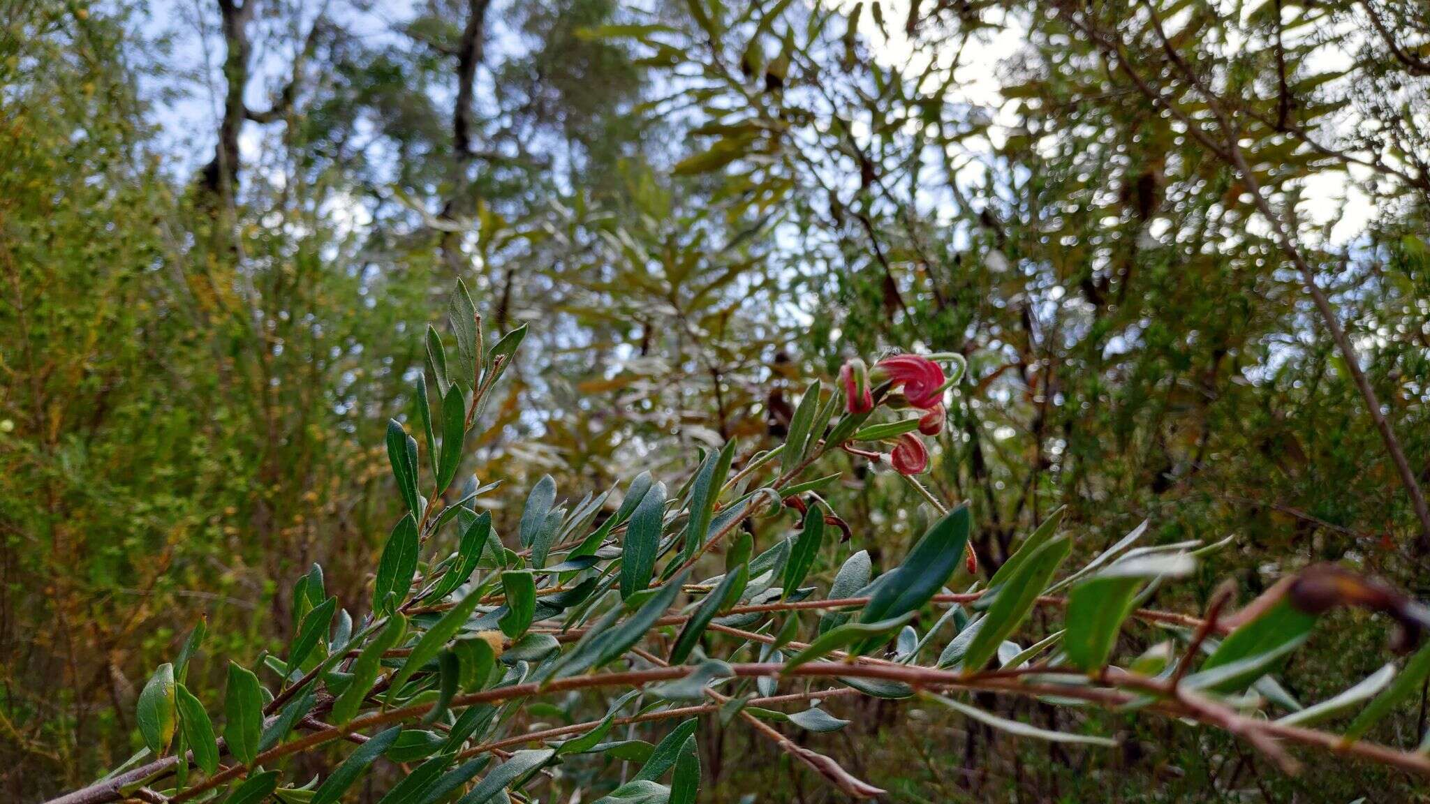 Image of Grevillea banyabba P. M. Olde & N. R. Marriott