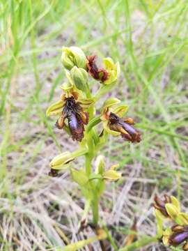 Image of Ophrys speculum subsp. lusitanica O. Danesch & E. Danesch