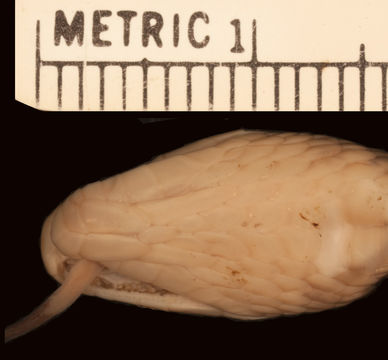 Image of Tana Delta Smooth Snake