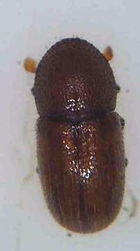 Image of Date Stone Borer