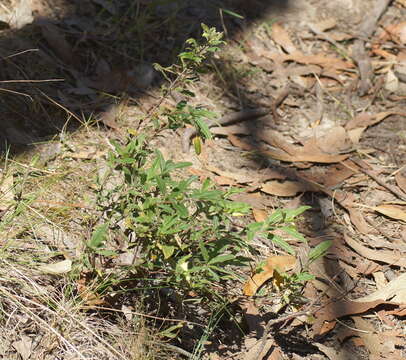 Imagem de Billardiera scandens Sm.