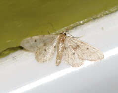 Image of Fortunate Idaea