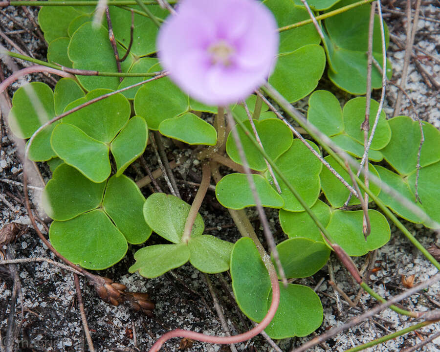 Image de Oxalis commutata var. concolor Salter