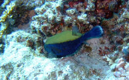 Image of Bluetail trunkfish