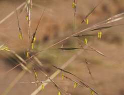 Слика од Chrysopogon fallax S. T. Blake