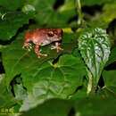 Image of Kandyan shrub frog