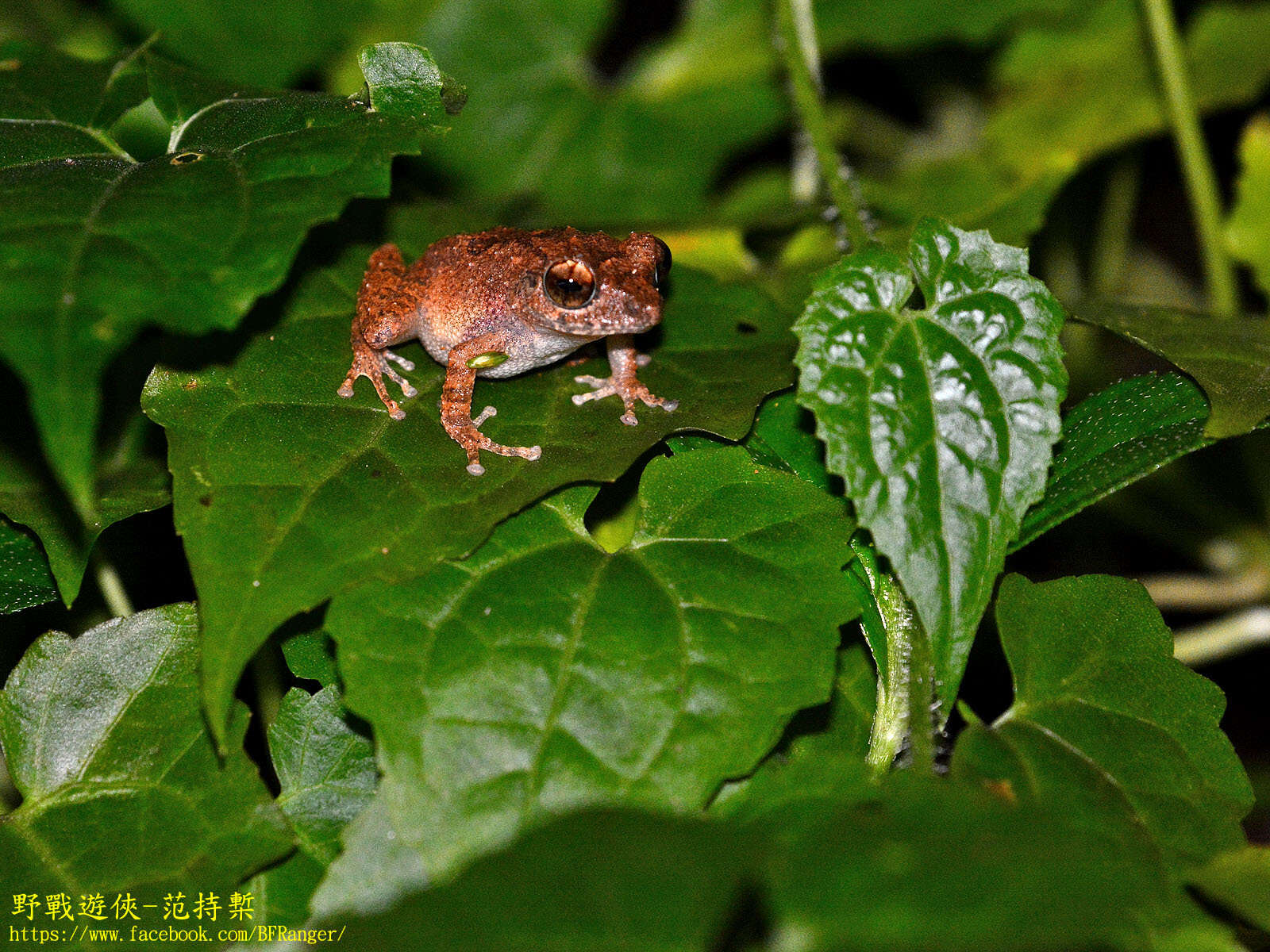 Image of Kandyan shrub frog
