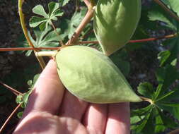 Imagem de Cochlospermum gonzalezii (Sprague & L. Riley) Byng & Christenh.