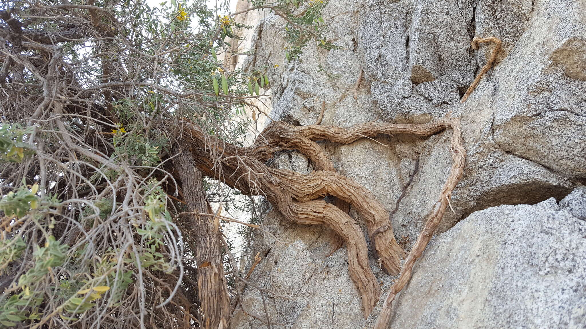 Image of Cleomella arborea var. angustata (Parish) J. C. Hall & Roalson