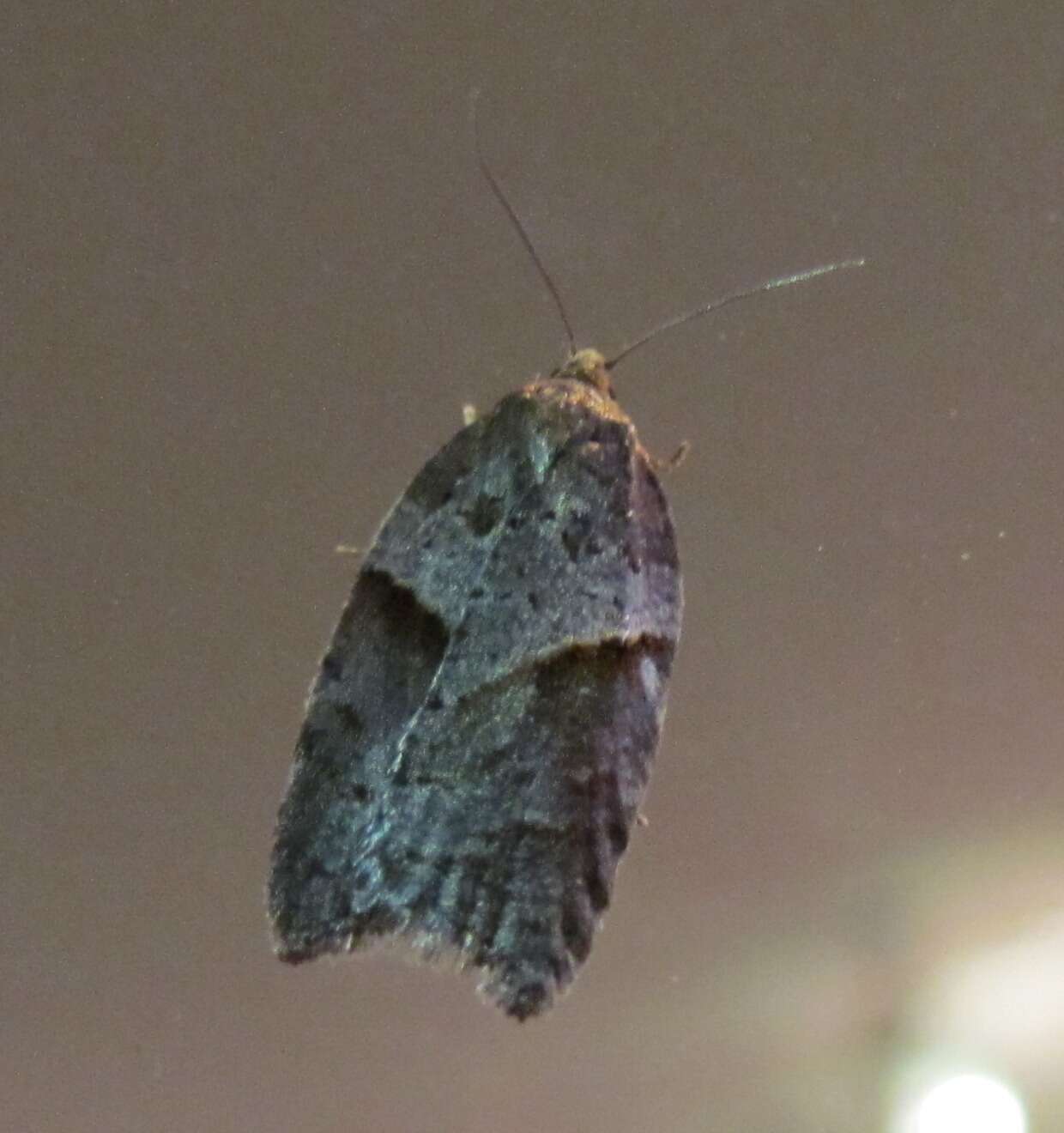 Acleris maccana Treitschke 1835的圖片