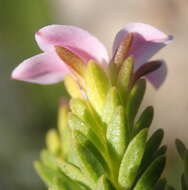 Image of Acmadenia rupicola I. Williams